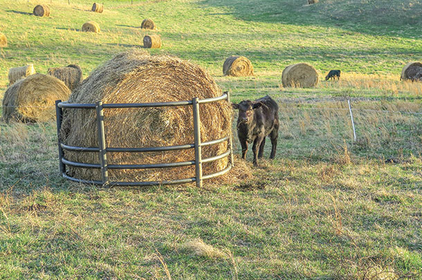 bale grazing