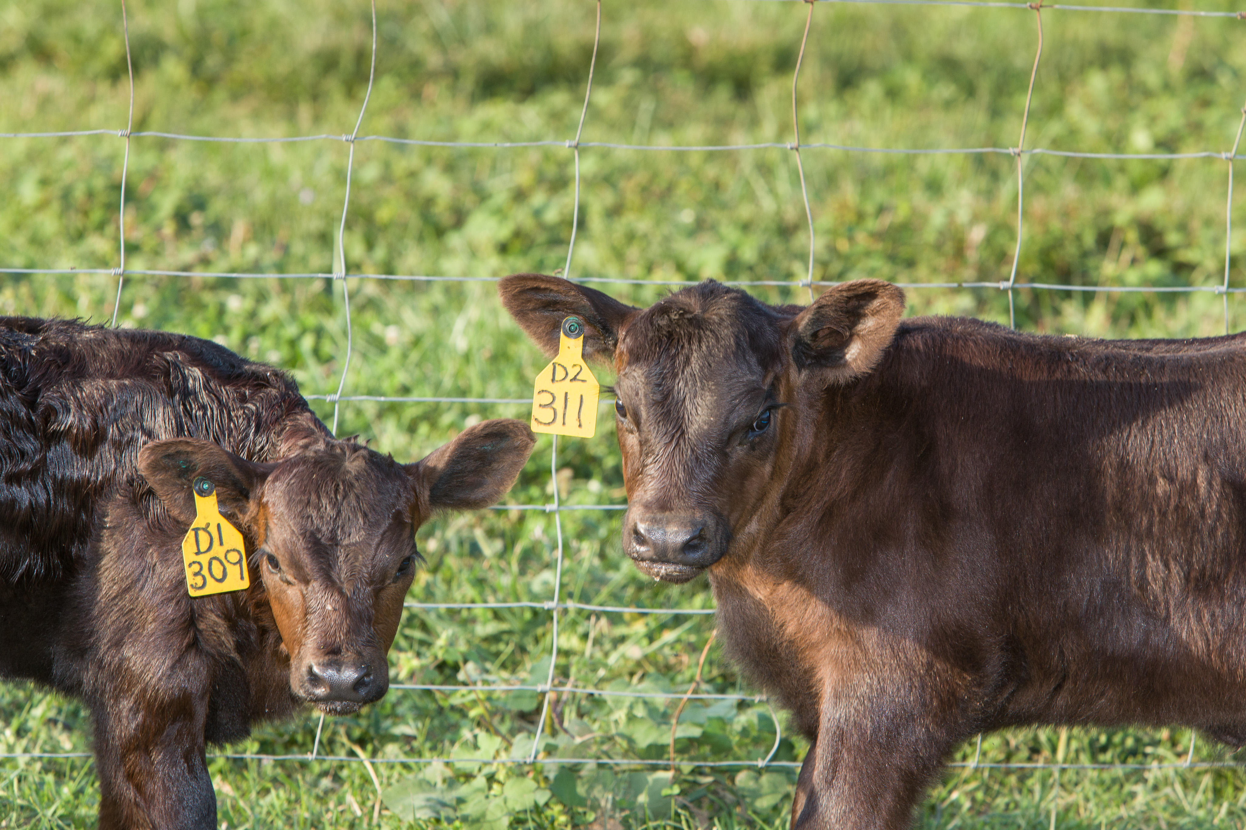 2 black baby calves