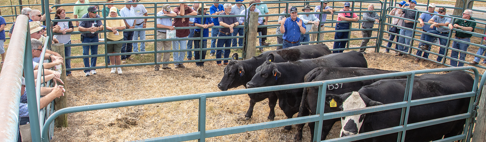 black cows in a pen