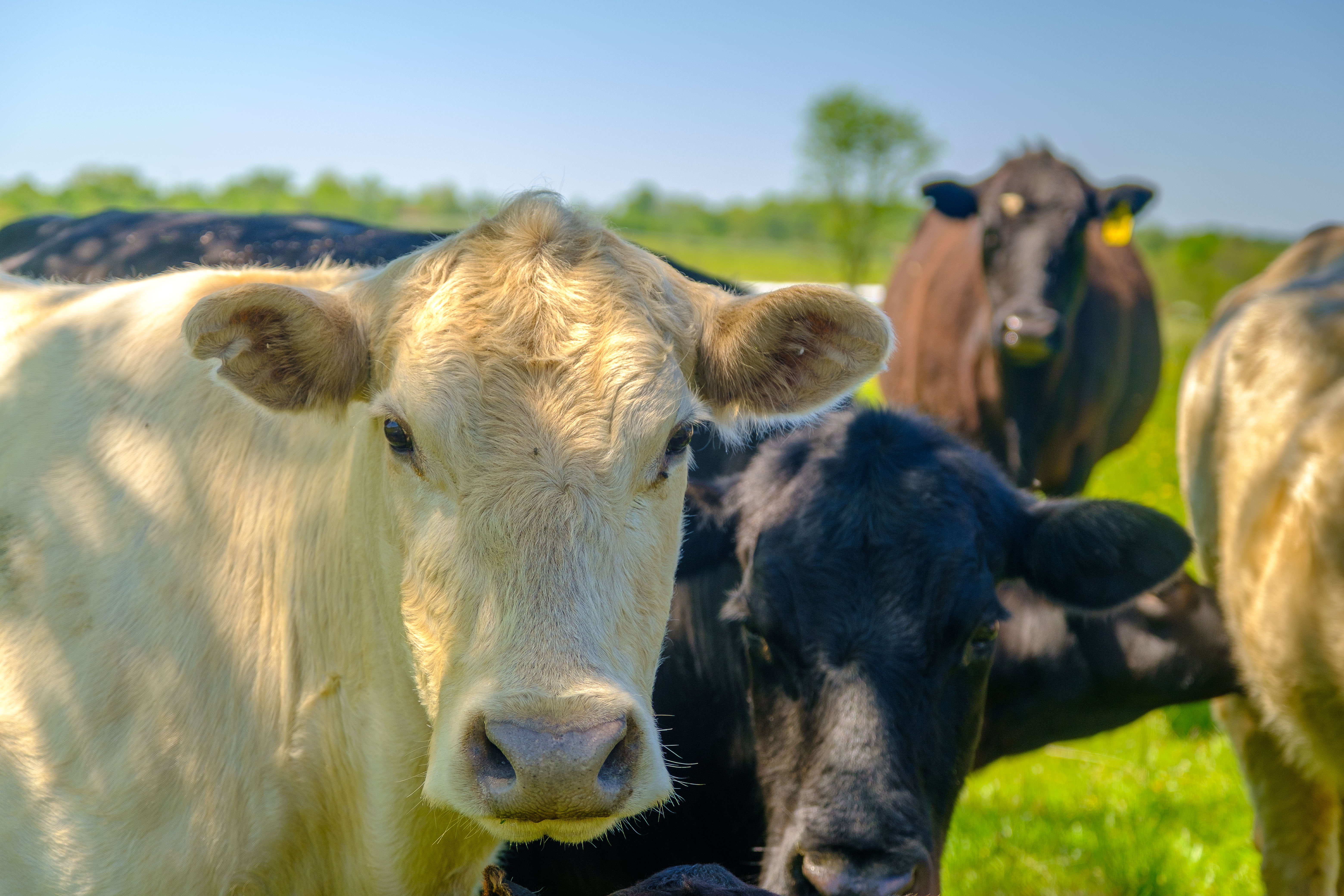 Beff cattle close up - white cow with black cow behind her