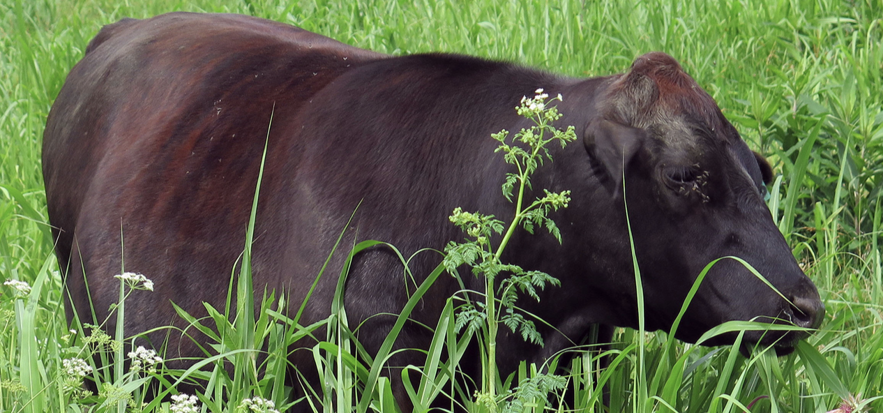 Bull in pasture