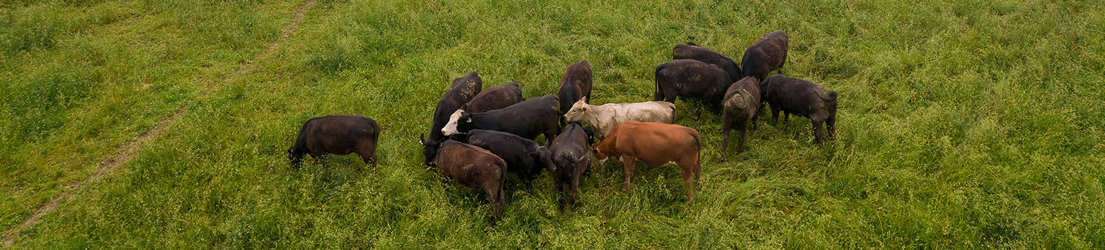 Cattle finishing in pasture