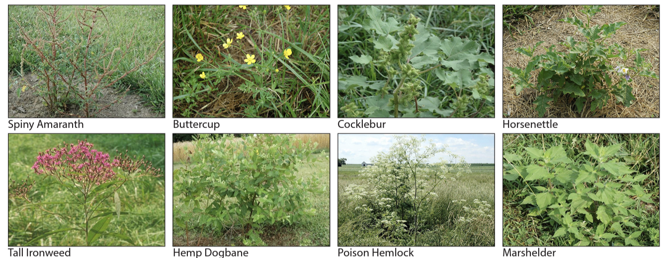 Example Pasture Weeds