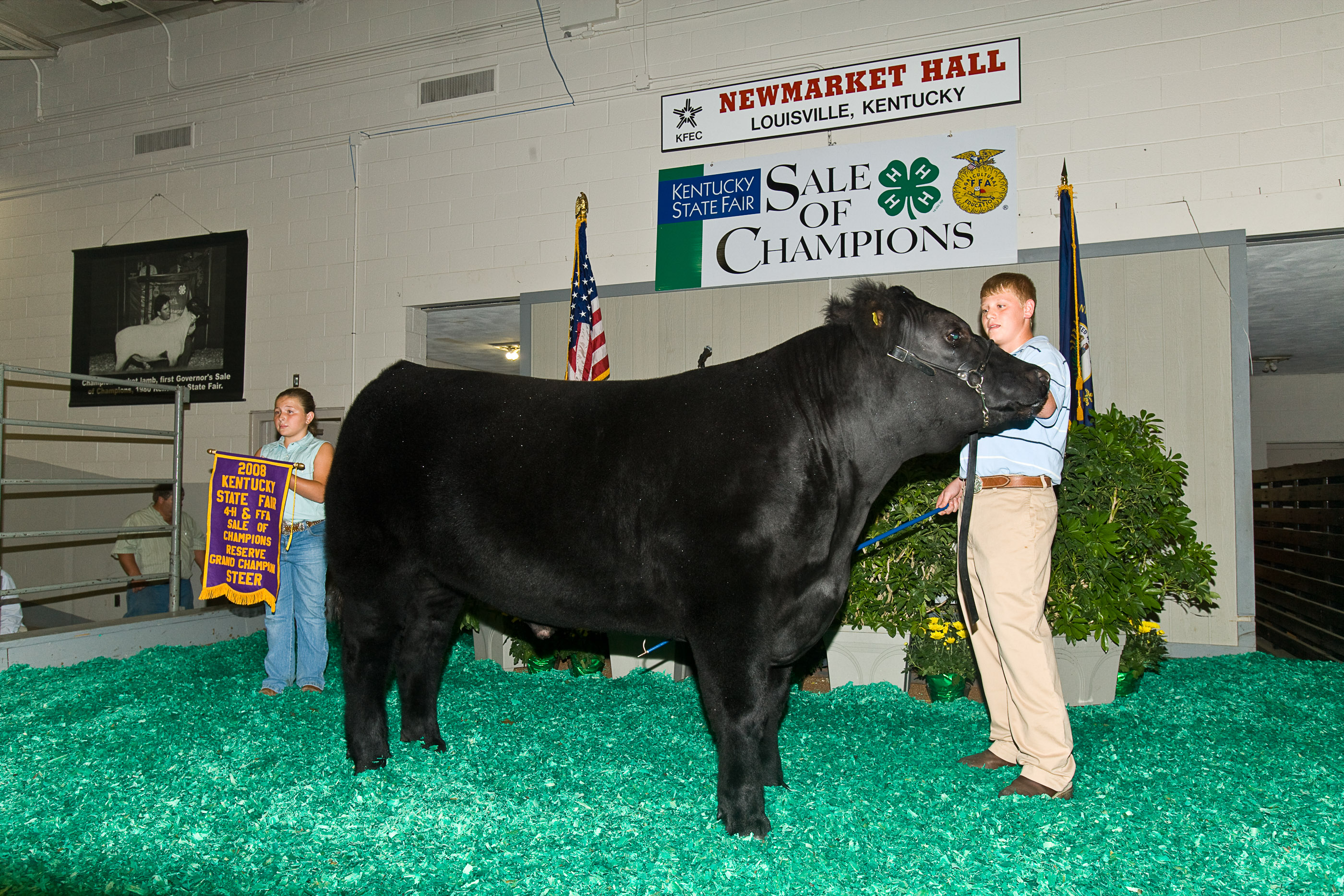 Angus bull in hand at livestock market