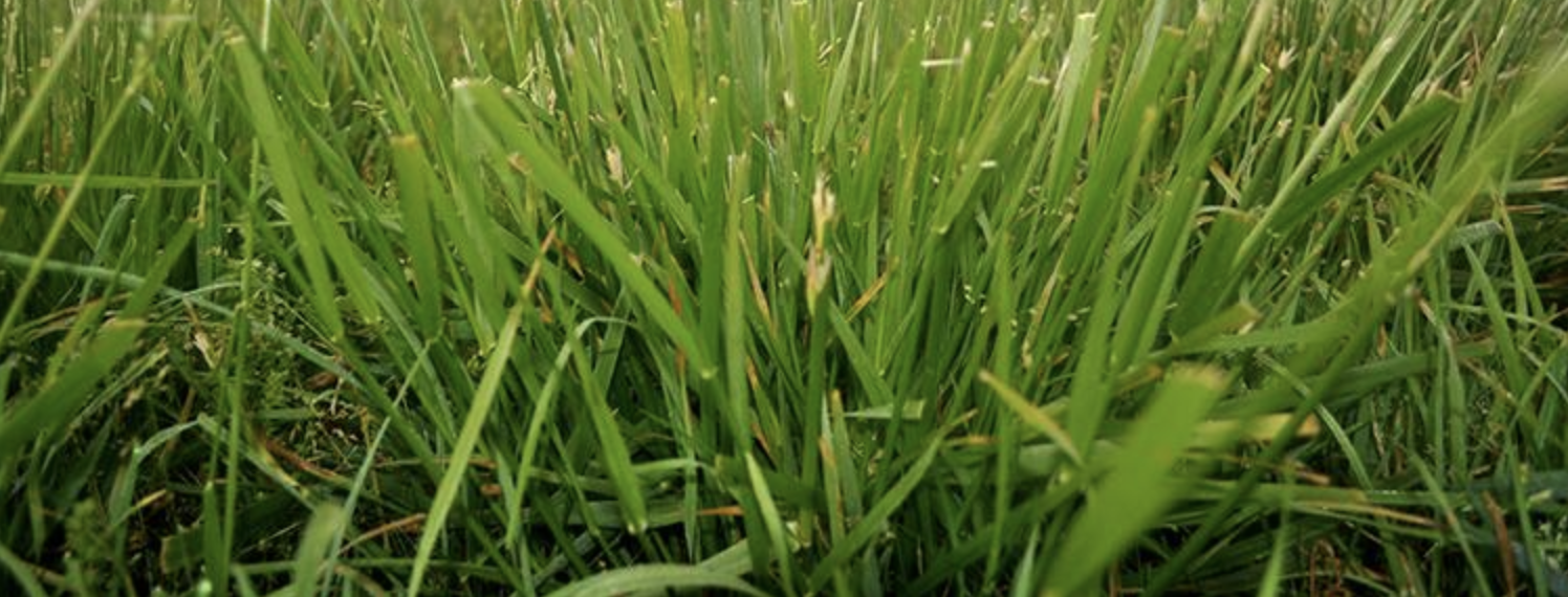 Tall Fescue