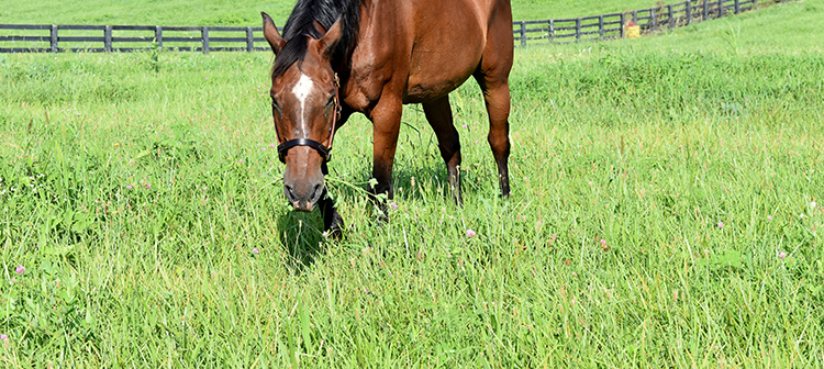 horse grazing in pasture