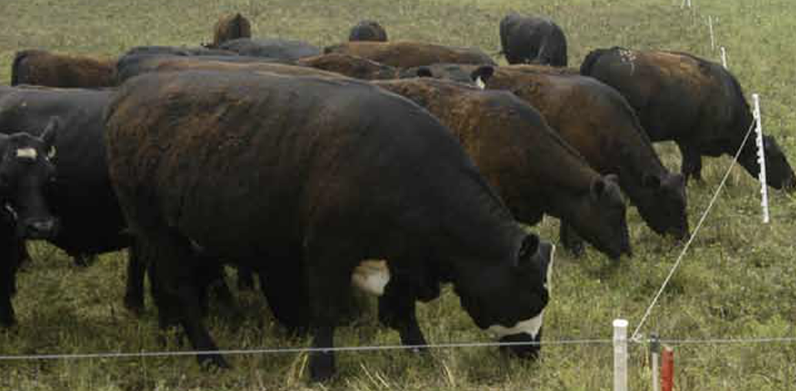 Rotational grazing