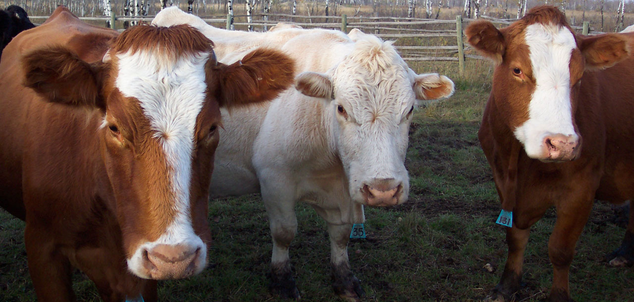 Three cows - Headshot