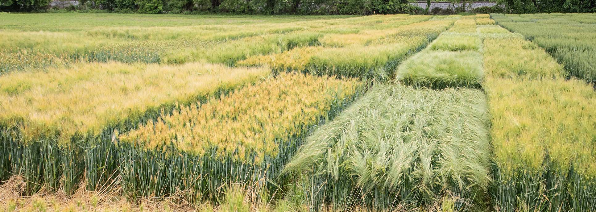 forage variety trials