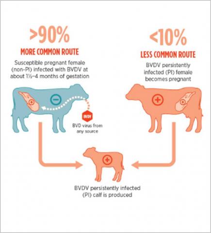 BVD Virus transmission image